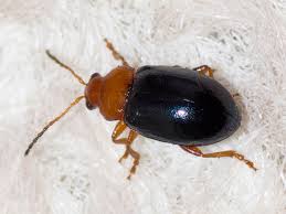 Attēlu rezultāti vaicājumam “Phyllobrotica quadrimaculata”