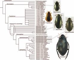 Attēlu rezultāti vaicājumam “Enochrus affinis”