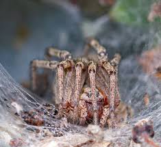 Attēlu rezultāti vaicājumam “Agelena labyrinthica”