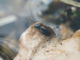 Attēlu rezultāti vaicājumam “Badister bullatus”