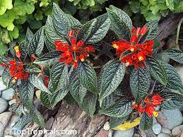 Attēlu rezultāti vaicājumam “Comatricha pulchella”