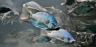 Image result for vissen