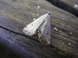 Attēlu rezultāti vaicājumam “Cataclysta lemnata”