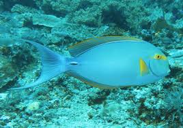 Image result for Acanthurus xanthopterus