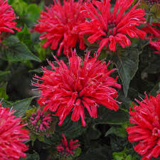 Image result for Monarda didyma