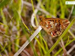 Attēlu rezultāti vaicājumam “Boloria aquilonaris”