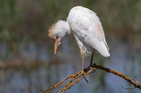 Attēlu rezultāti vaicājumam “Bubulcus ibis”