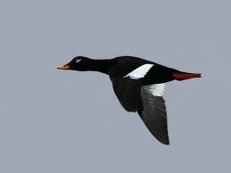 Attēlu rezultāti vaicājumam “Melanitta fusca”