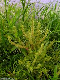 Attēlu rezultāti vaicājumam “Rumex maritimus leaf”