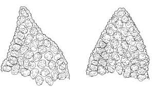 Attēlu rezultāti vaicājumam “Gymnostomum calcareum”