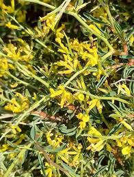 Attēlu rezultāti vaicājumam “Anthyllis arenaria”