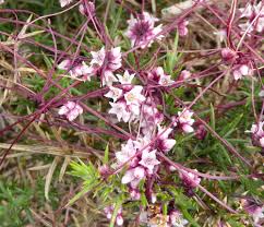 Attēlu rezultāti vaicājumam “Cuscuta epithymum subsp. trifolii flower”