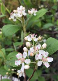 Attēlu rezultāti vaicājumam “Aronia melanocarpa flower”