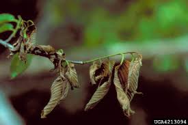 Attēlu rezultāti vaicājumam “Mycosphaerella ulmi”