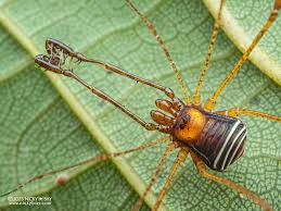 Attēlu rezultāti vaicājumam “Cribraria martinii macro”