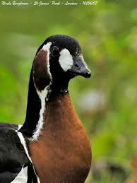 Image result for Branta ruficollis