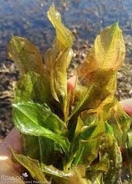 Attēlu rezultāti vaicājumam “Potamogeton lucens”