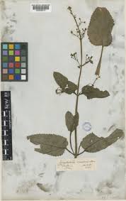 Attēlu rezultāti vaicājumam “Scrophularia umbrosa”