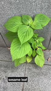 Image result for 깱깲깳깴깵깶깷깺깾깿꺀꺁꺂꺃꺆꺇꺈꺉꺊꺋꺍꺎꺏꺐