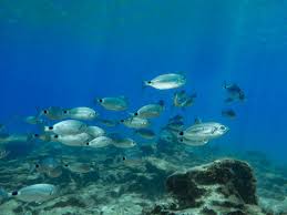 Image result for Oblada melanurus