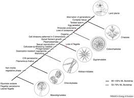 Attēlu rezultāti vaicājumam “Chara intermedia female”