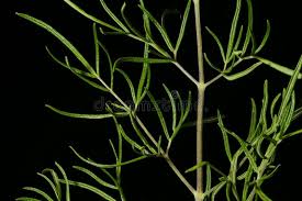 Attēlu rezultāti vaicājumam “Thalictrum lucidum leaf”