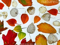 Attēlu rezultāti vaicājumam “Physalis alkekengi leaf”