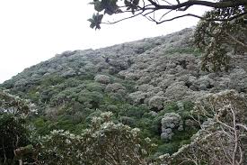 Attēlu rezultāti vaicājumam “Tubifera applanata sessile”