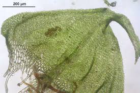 Attēlu rezultāti vaicājumam “Palustriella decipiens”