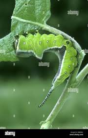 Attēlu rezultāti vaicājumam “Cerura vinula larva”