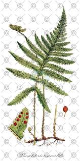 Attēlu rezultāti vaicājumam “Phegopteris connectilis”