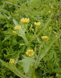 Attēlu rezultāti vaicājumam “Rorippa palustris flower”