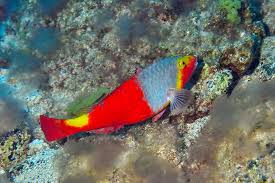 Image result for Sparisoma cretense