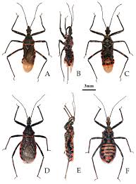 Attēlu rezultāti vaicājumam “Rhynocoris annulatus imago”