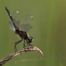 Attēlu rezultāti vaicājumam “Leucorrhinia pectoralis female”