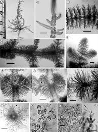 Attēlu rezultāti vaicājumam “Batrachospermum moniliforme”