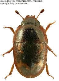 Attēlu rezultāti vaicājumam “Glischrochilus grandis”