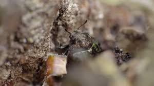 Attēlu rezultāti vaicājumam “Cytilus sericeus”