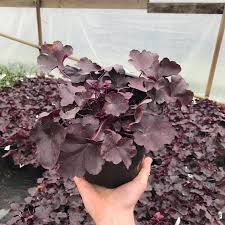 Image result for Heuchera `Midnight Rose`