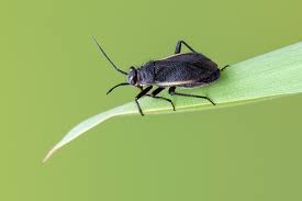 Attēlu rezultāti vaicājumam “Capsodes gothicus”