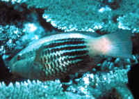 Image result for Scarus fuscopurpureus