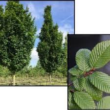 Attēlu rezultāti vaicājumam “Carpinus betulus”