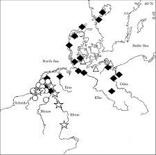 Image result for Coregonus lavaretus oxyrinchus