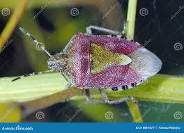 Attēlu rezultāti vaicājumam “Dolycoris baccarum”