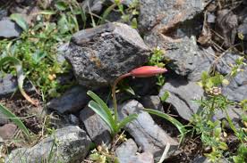 Attēlu rezultāti vaicājumam “Tulipa sylvestris flower”
