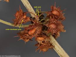 Attēlu rezultāti vaicājumam “Rumex aquaticus fruit”