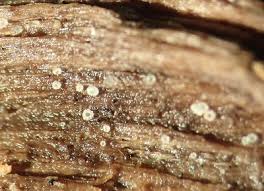 Attēlu rezultāti vaicājumam “Hyaloscypha hyalina”