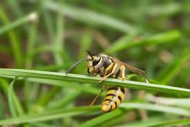 Attēlu rezultāti vaicājumam “Vespula germanica male”