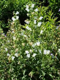 Image result for Campanula medium