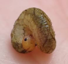 Attēlu rezultāti vaicājumam “Tenthredo mandibularis larva”